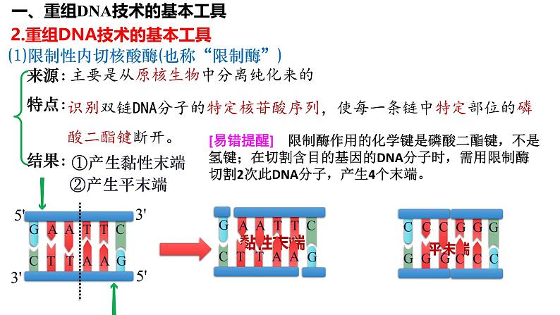 第54讲 基因工程-备战2025年高考生物一轮复习精品课件（新高考通用）第5页
