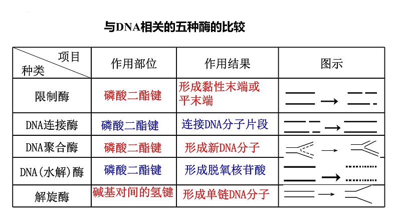 第54讲 基因工程-备战2025年高考生物一轮复习精品课件（新高考通用）第8页