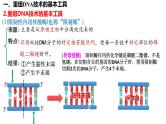 第54讲 基因工程-备战2025年高考生物一轮复习精品课件（新高考通用）