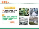 2.1 植物细胞工程的应用（第二课时）（教学课件）-2024-2025学年高二生物（人教版2019选择性必修3）