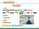 2.1 植物细胞工程的应用（第二课时）（教学课件）-2024-2025学年高二生物（人教版2019选择性必修3）