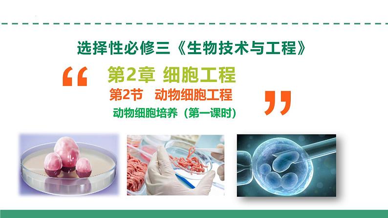 2.2 动物细胞培养（第一课时）（教学课件）-2024-2025学年高二生物（人教版2019选择性必修3）第1页