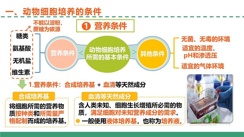 2.2 动物细胞培养（第一课时）（教学课件）-2024-2025学年高二生物（人教版2019选择性必修3）第6页