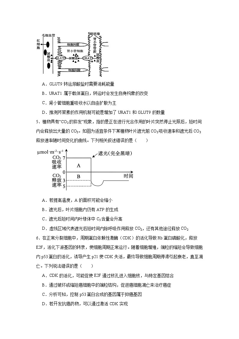 吉林地区普通中学2024-2025学年高三上学期第二次模试考试生物试题第2页
