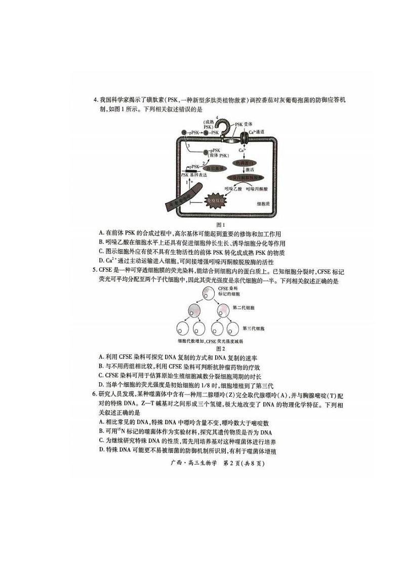 2025广西壮族自治区上进联考高三下学期开学考试生物PDF版含解析第2页