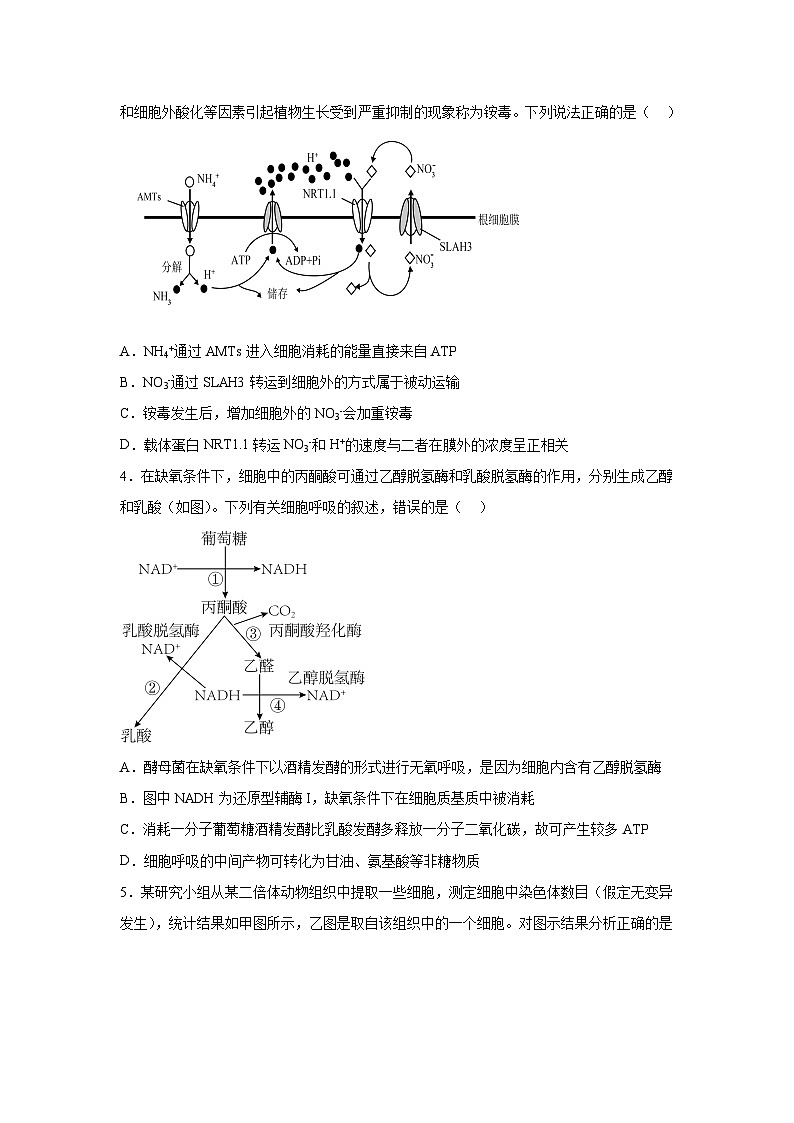 生物-2025届新高三开学摸底考试卷（新高考通用，含不定项）02第2页