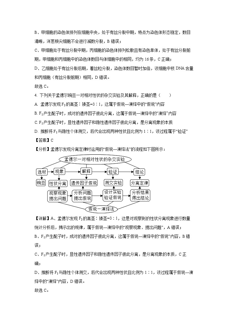 2023-2024学年广西梧州市高三下学期开学考试生物试卷（解析版）第3页