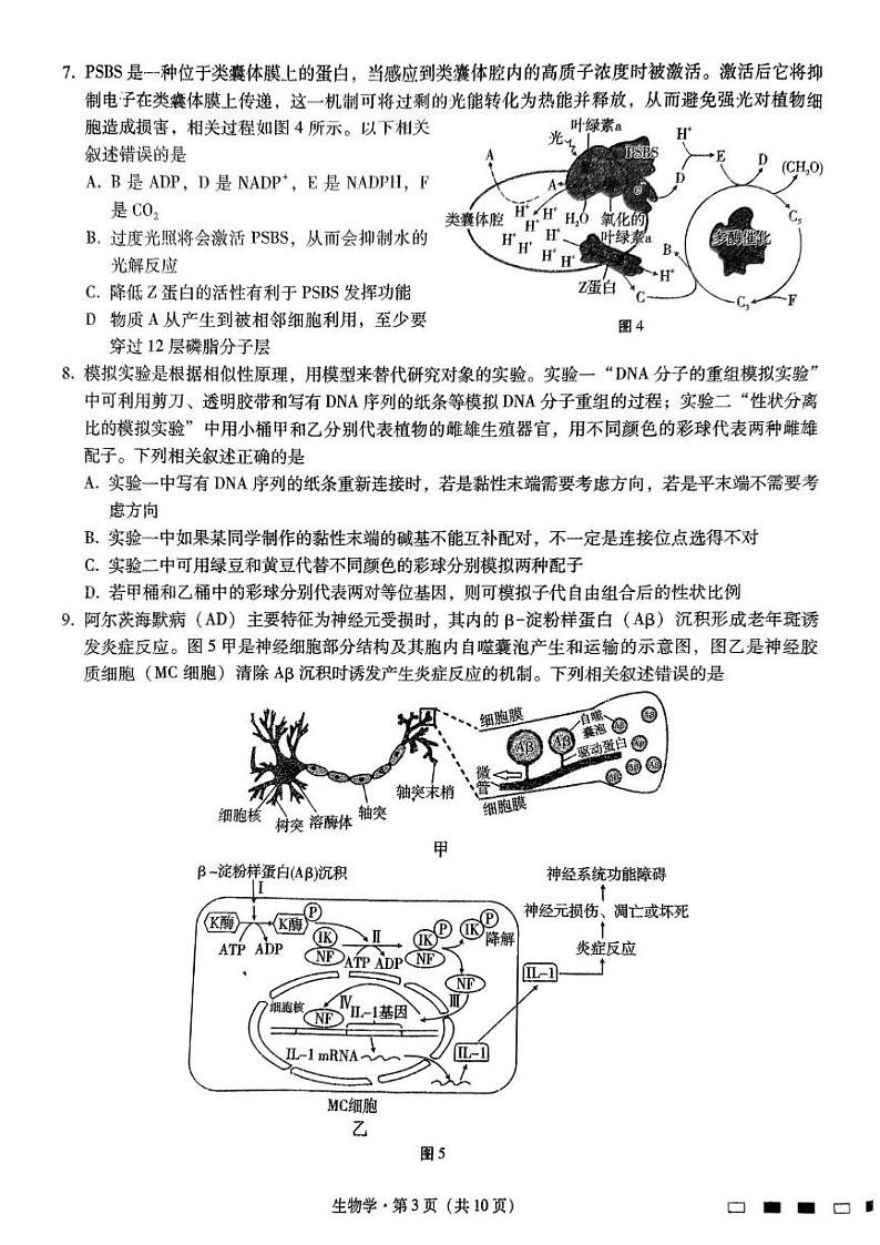 重庆市巴蜀中学2024—2025学年高三下学期适应性月考卷（五）生物试题第3页