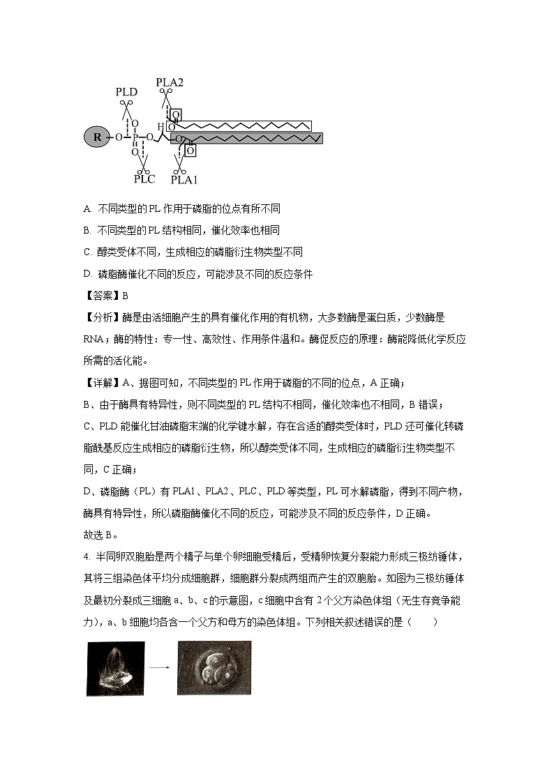山西省2024-2025学年高三上学期11月月考生物试卷（解析版）第3页
