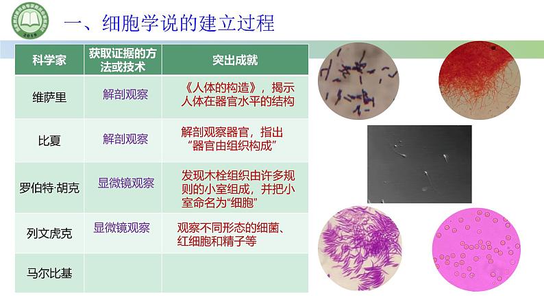 人教版高中生物必修一 1.1细胞是生命活动的基本单位 第1课时 细胞学说的建立过程 课件第7页