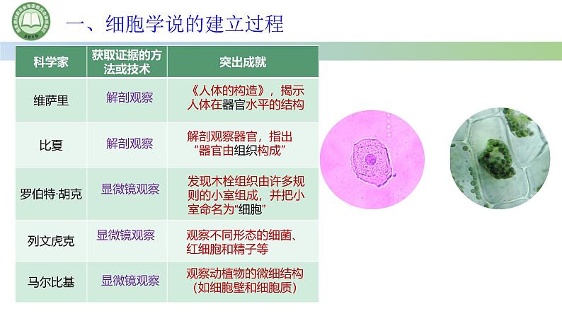 人教版高中生物必修一 1.1细胞是生命活动的基本单位 第1课时 细胞学说的建立过程 课件第8页