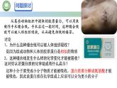 人教版高中生物必修一 2.4蛋白质是生命活动的主要承担者 第1课时 蛋白质的结构和功能 课件