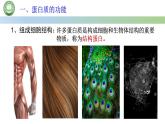 人教版高中生物必修一 2.4蛋白质是生命活动的主要承担者 第1课时 蛋白质的结构和功能 课件