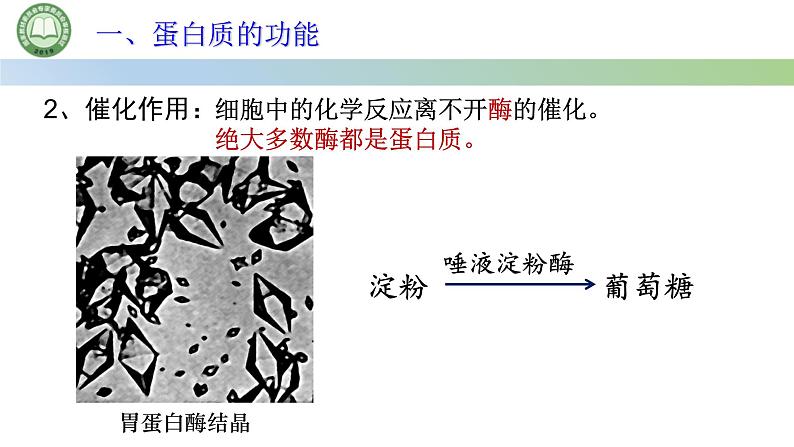 人教版高中生物必修一 2.4蛋白质是生命活动的主要承担者 第1课时 蛋白质的结构和功能 课件第5页