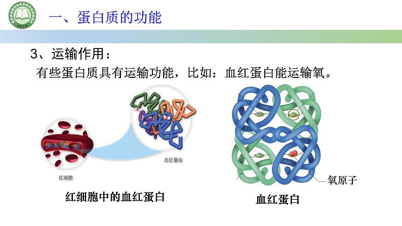 人教版高中生物必修一 2.4蛋白质是生命活动的主要承担者 第1课时 蛋白质的结构和功能 课件第6页