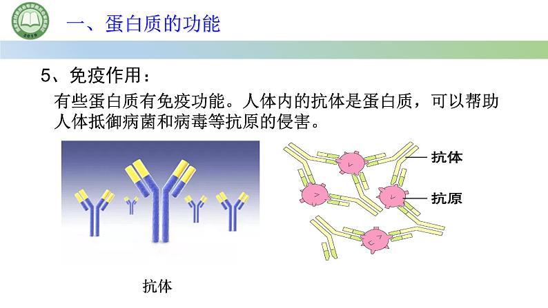 人教版高中生物必修一 2.4蛋白质是生命活动的主要承担者 第1课时 蛋白质的结构和功能 课件第8页