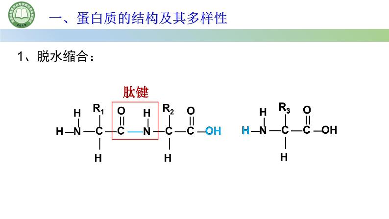 人教版高中生物必修一 2.4蛋白质是生命活动的主要承担者 第2课时 蛋白质的结构和多样性 课件第4页