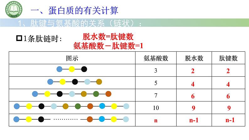 人教版高中生物必修一 2.4蛋白质是生命活动的主要承担者 第3课时 蛋白质的有关计算 课件第2页