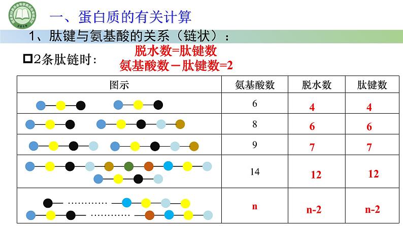 人教版高中生物必修一 2.4蛋白质是生命活动的主要承担者 第3课时 蛋白质的有关计算 课件第3页