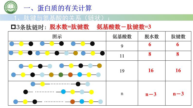 人教版高中生物必修一 2.4蛋白质是生命活动的主要承担者 第3课时 蛋白质的有关计算 课件第4页