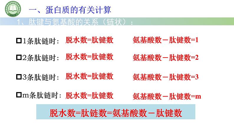 人教版高中生物必修一 2.4蛋白质是生命活动的主要承担者 第3课时 蛋白质的有关计算 课件第5页