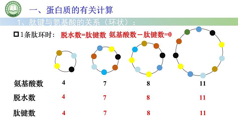 人教版高中生物必修一 2.4蛋白质是生命活动的主要承担者 第3课时 蛋白质的有关计算 课件第6页