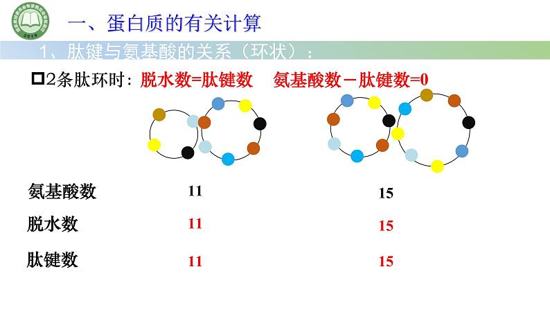 人教版高中生物必修一 2.4蛋白质是生命活动的主要承担者 第3课时 蛋白质的有关计算 课件第7页