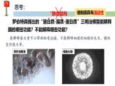 人教版高中生物必修一 3.1细胞膜的结构和功能 第2课时 细胞膜的结构 课件