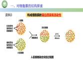 人教版高中生物必修一 3.1细胞膜的结构和功能 第2课时 细胞膜的结构 课件