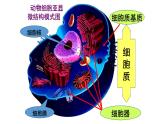 人教版高中生物必修一 3.2细胞器之间的分工合作 第1课时 细胞器的结构和功能 课件