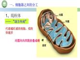 人教版高中生物必修一 3.2细胞器之间的分工合作 第1课时 细胞器的结构和功能 课件