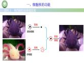 人教版高中生物必修一 3.3细胞核的结构和功能 课件