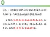 人教版高中生物必修一 3.3细胞核的结构和功能 课件