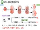 人教版高中生物必修一 3.3细胞核的结构和功能 课件