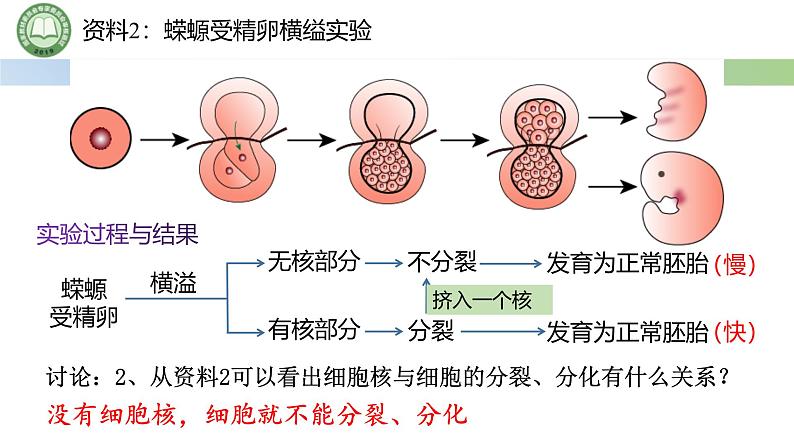 人教版高中生物必修一 3.3细胞核的结构和功能 课件第5页