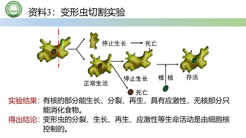 人教版高中生物必修一 3.3细胞核的结构和功能 课件第6页