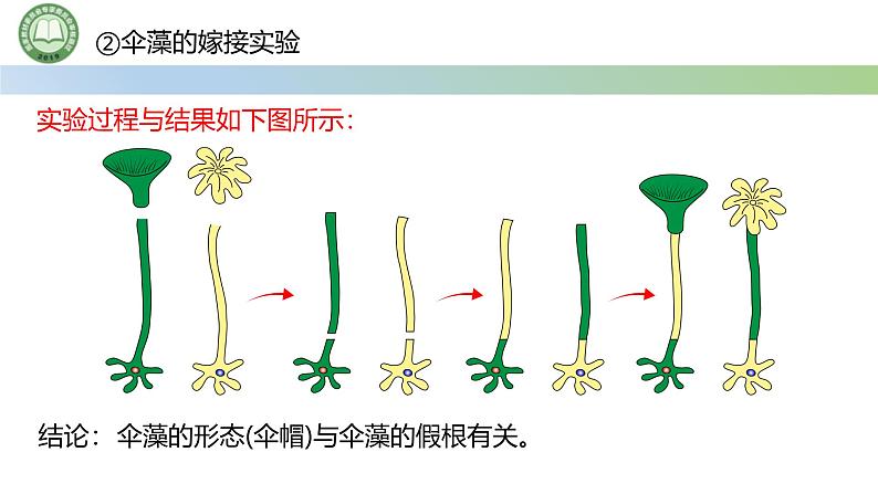 人教版高中生物必修一 3.3细胞核的结构和功能 课件第8页