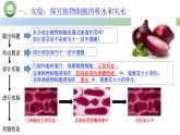 人教版高中生物必修一 4.1被动运输  第2课时　探究植物细胞的吸水和失水与被动运输 课件