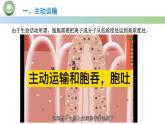 人教版高中生物必修一 4.2主动运输与胞吞、胞吐 课件