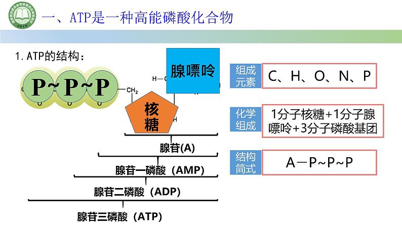 人教版高中生物必修一 5.2细胞的能量“货币”ATP 课件第4页