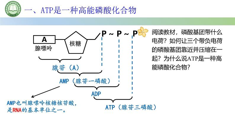 人教版高中生物必修一 5.2细胞的能量“货币”ATP 课件第5页