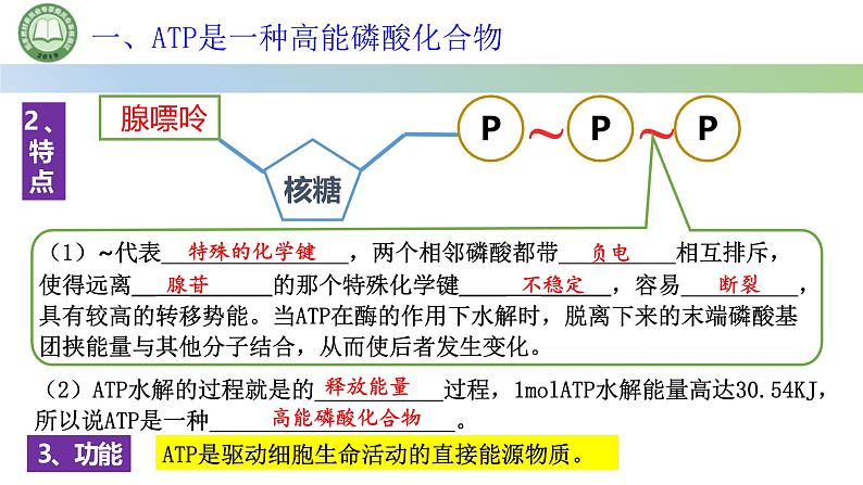 人教版高中生物必修一 5.2细胞的能量“货币”ATP 课件第6页