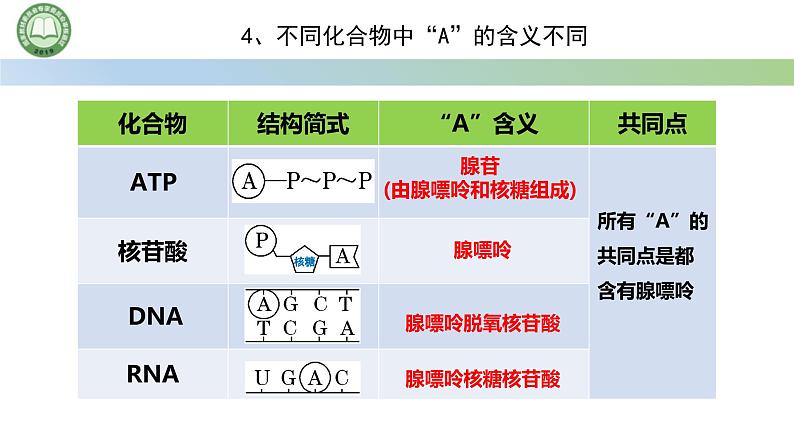 人教版高中生物必修一 5.2细胞的能量“货币”ATP 课件第7页