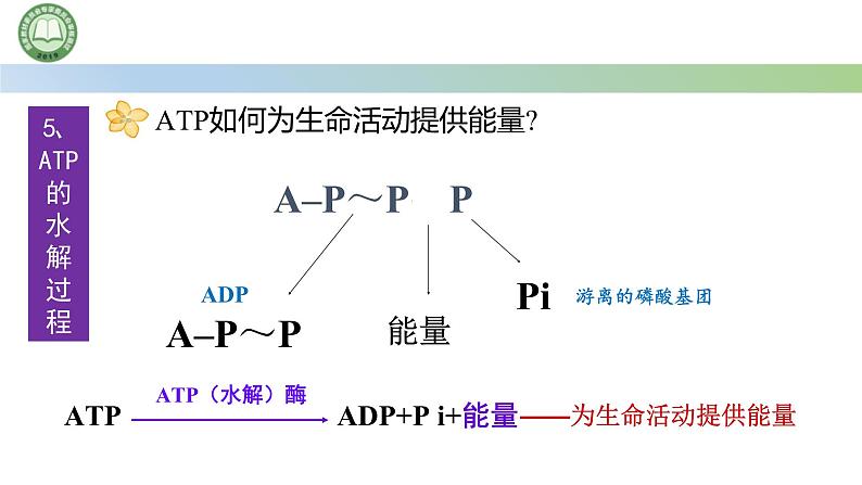 人教版高中生物必修一 5.2细胞的能量“货币”ATP 课件第8页