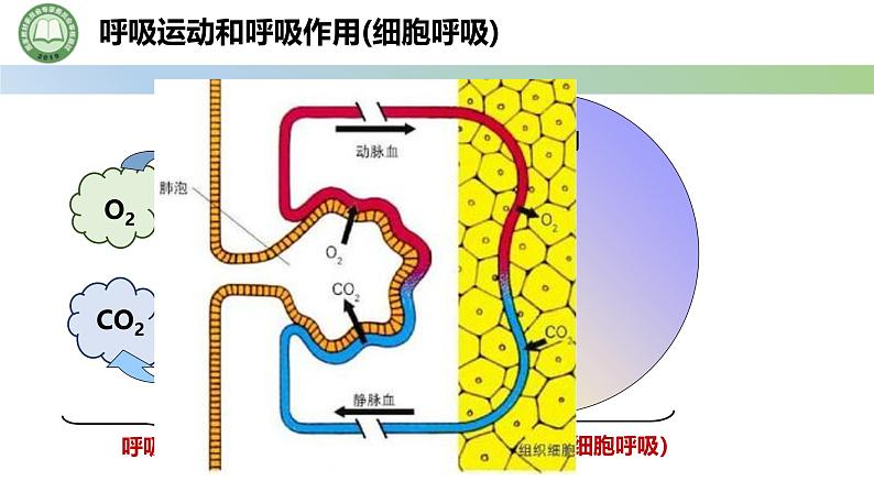 人教版高中生物必修一 5.3细胞呼吸的原理和应用  第2课时 细胞呼吸 课件第2页