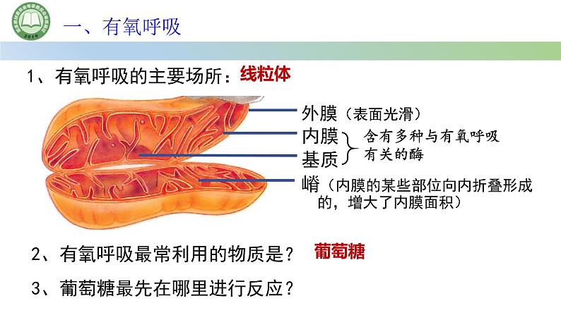 人教版高中生物必修一 5.3细胞呼吸的原理和应用  第2课时 细胞呼吸 课件第3页