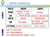 人教版高中生物必修一 5.3细胞呼吸的原理和应用  第3课时 细胞呼吸原理的应用 课件