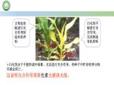 人教版高中生物必修一 5.4光合作用与能量转化  第1课时 捕获光能的色素和结构 课件