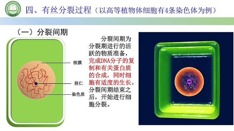 人教版高中生物必修一 第6章   细胞的生命历程 第1节细胞的增殖 第1课时 细胞周期和高等植物细胞的有丝分裂 课件第7页