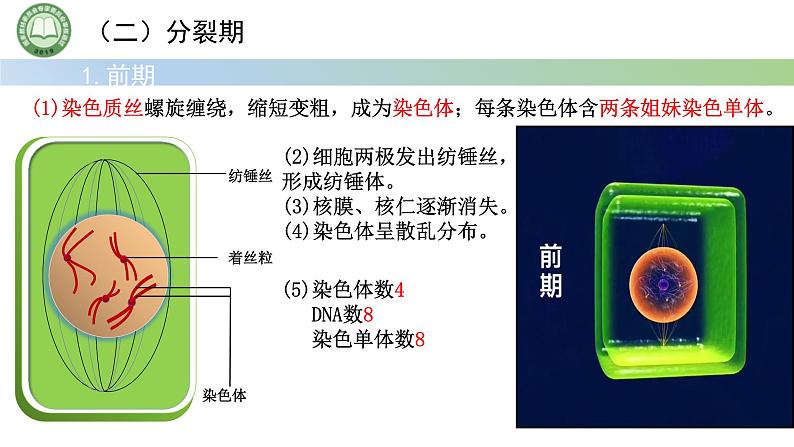 人教版高中生物必修一 第6章   细胞的生命历程 第1节细胞的增殖 第1课时 细胞周期和高等植物细胞的有丝分裂 课件第8页